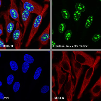 Fibrillarin Recombinant Rabbit mAb (S-1718-171)