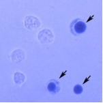 Trypan Blue Staining Cell Viability Assay Kit