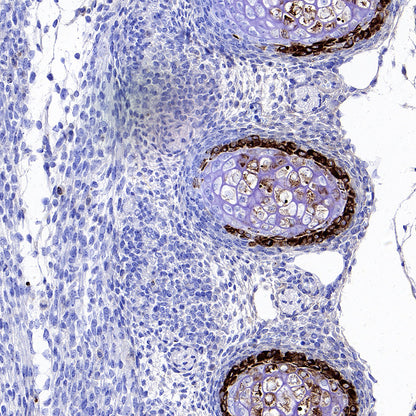 BSP II Recombinant Rabbit mAb,PBS Only  (SDT-3508-1)