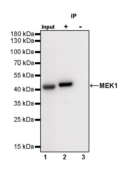MEK1 Recombinant Rabbit mAb (SDT-308-32)