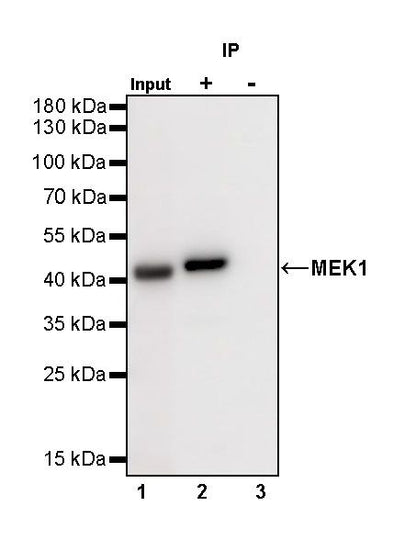 MEK1 Recombinant Rabbit mAb (SDT-308-32)