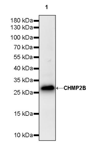 CHMP2B Recombinant Rabbit mAb (S-1639-20)