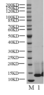 BRAF Flag Tag Protein,Human