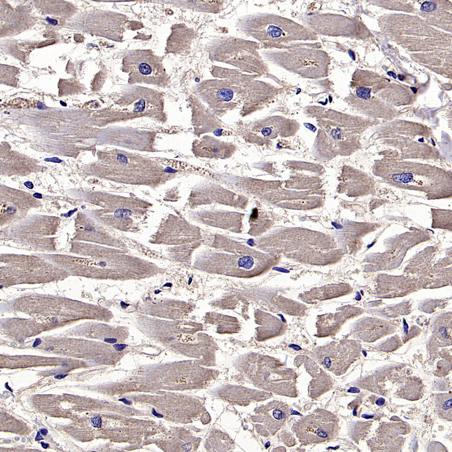 HLA Class I-A Recombinant Mouse mAb (S-3834)