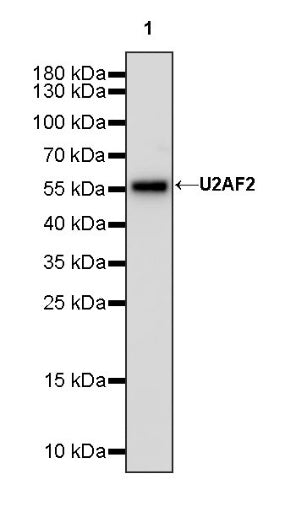 U2AF2 Recombinant Rabbit mAb (S-1324-1)