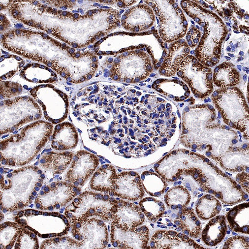 ATP5A Rabbit Polyclonal Antibody