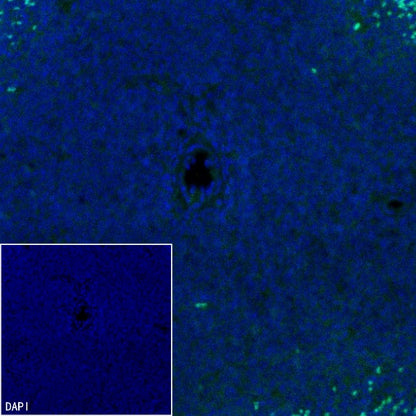 VGLUT3 Recombinant Rabbit mAb (S-2430-26)
