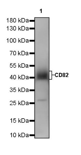 CD82 Recombinant Rabbit mAb (S-673-44)