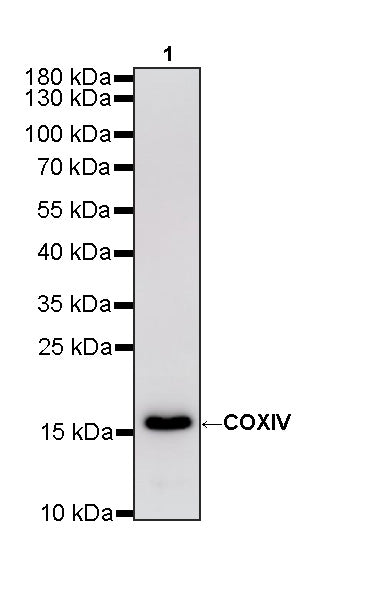 COXIV Recombinant Mouse mAb (S-5528)
