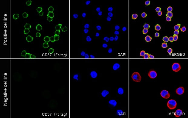 CD37 Recombinant Rabbit mAb (S-1662-61)