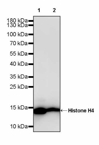 Histone H4 Recombinant Rabbit mAb (S-499-253)