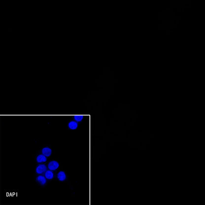 CD138 Recombinant Rabbit mAb,PBS Only (SDT-R120)
