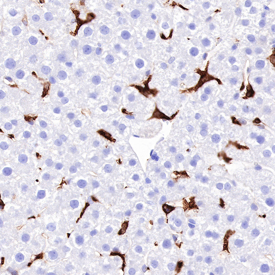 CD163 Recombinant Rabbit mAb,PBS Only (SDT-327-58)