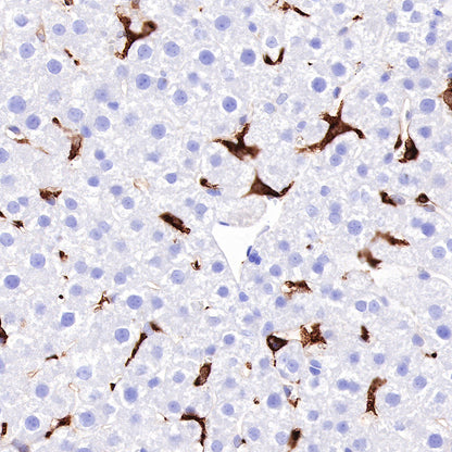 CD163 Recombinant Rabbit mAb,PBS Only (SDT-327-58)