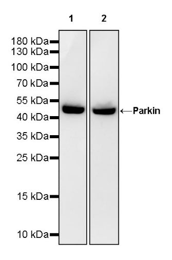 Parkin Rabbit Polyclonal Antibody