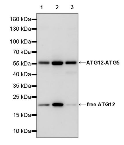 ATG12 Recombinant Rabbit mAb (S-1143-209)