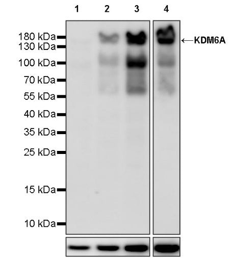KDM6A Recombinant Rabbit mAb (S-1728-51)