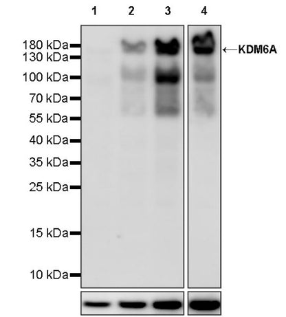 KDM6A Recombinant Rabbit mAb (S-1728-51)