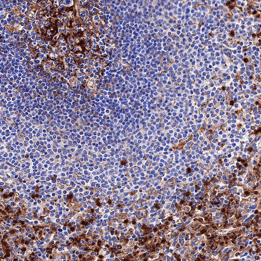 CD63 Recombinant Rabbit mAb,PBS Only (SDT-230-3)