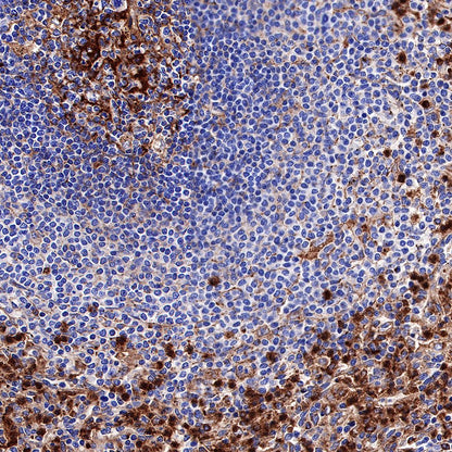 CD63 Recombinant Rabbit mAb,PBS Only (SDT-230-3)