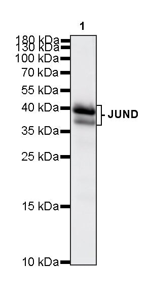 JUND Recombinant Rabbit mAb (S-4270-48)