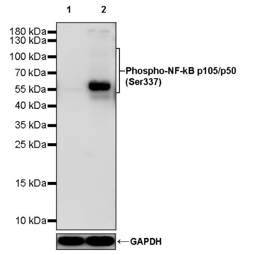 Phospho-NF-kB p105/p50 (Ser337) Recombinant Rabbit mAb (S-1127-19)