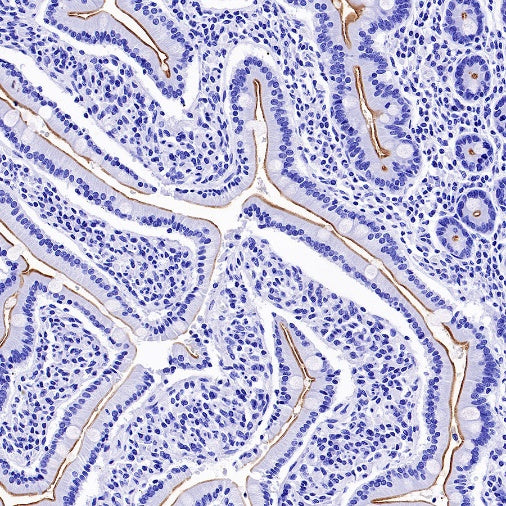 MUC17 Recombinant Rabbit mAb (SDT-1415-49)
