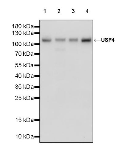 USP4 Recombinant Rabbit mAb (S-1434-6)