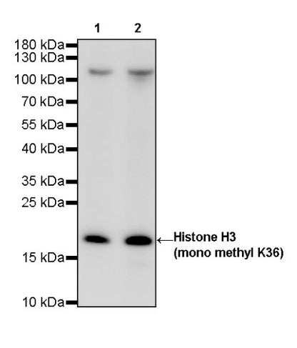 Histone H3 (mono methyl K36) Recombinant Rabbit mAb (S-R211)