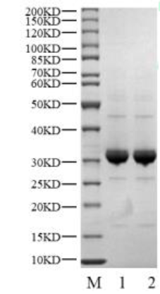PIM2 Protein, Human