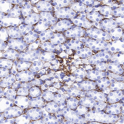Nestin Recombinant Rabbit mAb (S-5471)