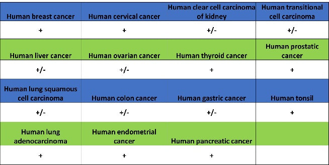 Rab5 Recombinant Rabbit mAb (S-1506-128)