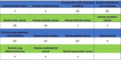 Rab5 Recombinant Rabbit mAb (S-1506-128)