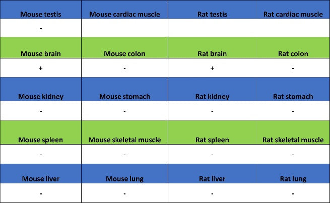 SORT1 Recombinant Rabbit mAb (S-2233-47)