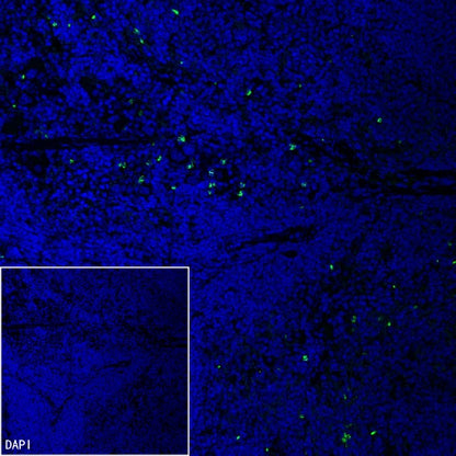 Olfm4 Recombinant Rabbit mAb (S-2748-67)
