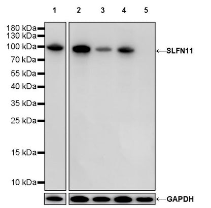 SLFN11 Recombinant Mouse mAb (S-1565-283)