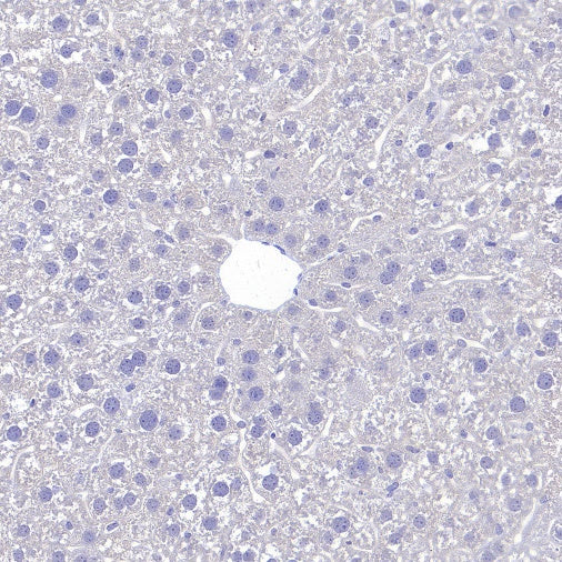 VGlut1 Recombinant Rabbit mAb (S-1587-19)