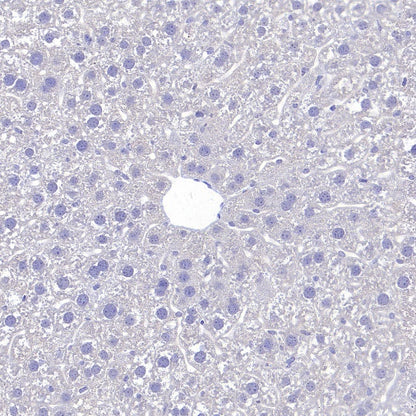 VGlut1 Recombinant Rabbit mAb (S-1587-19)
