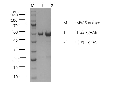 EPHA5 Protein