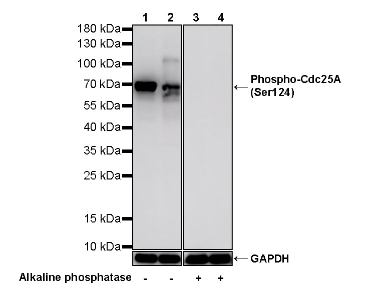 Phospho-Cdc25A (Ser124) Recombinant Rabbit mAb (S-5057-5)
