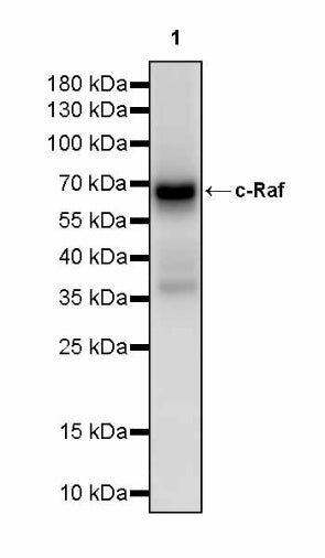 c-Raf Recombinant Rabbit mAb (S-2718-61)