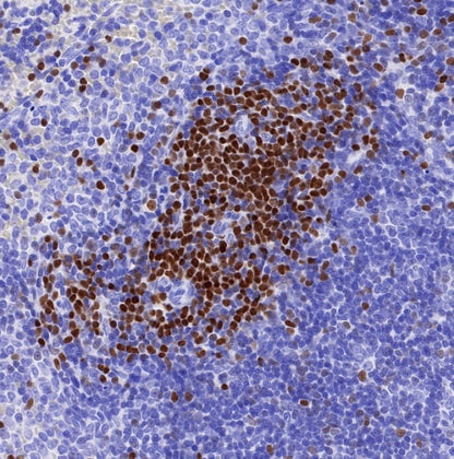 LEF1 Recombinant Rabbit mAb (S-500-34)