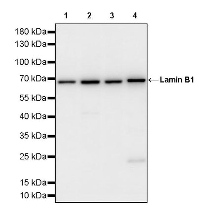 Lamin B1 Recombinant Mouse mAb (S-4865)