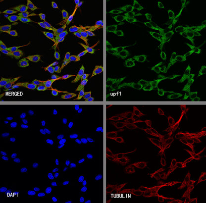 Upf1 Rabbit Polyclonal Antibody