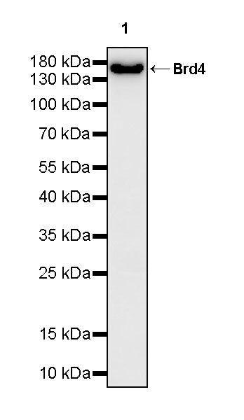 Brd4 Recombinant Rabbit mAb (S-5145)