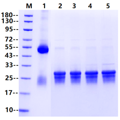 IdeS Protease (Tag Free)