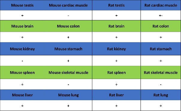 FOXP4 Recombinant Rabbit mAb (S-6198)