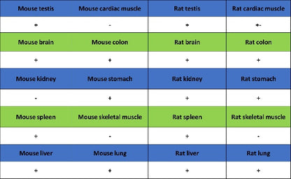 FOXP4 Recombinant Rabbit mAb (S-6198)