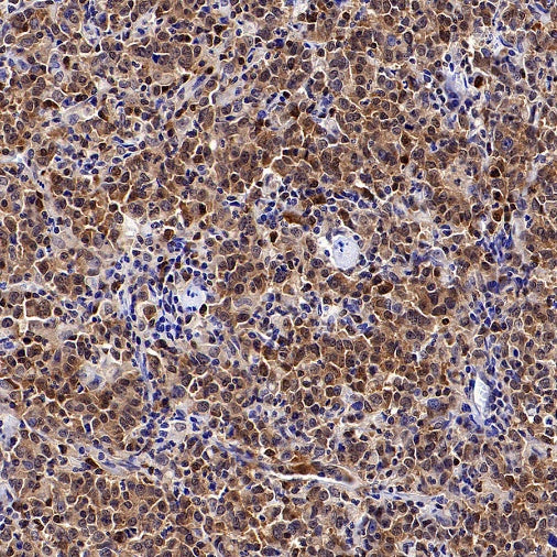 Caspase-3 Recombinant Rabbit mAb (S-656-43)