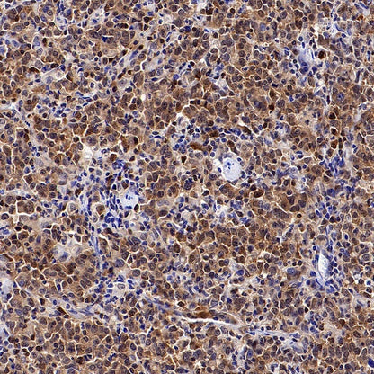 Caspase-3 Recombinant Rabbit mAb (S-656-43)